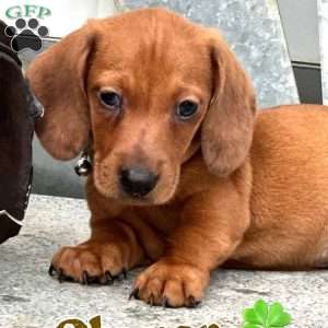 Clover, Dachshund Puppy